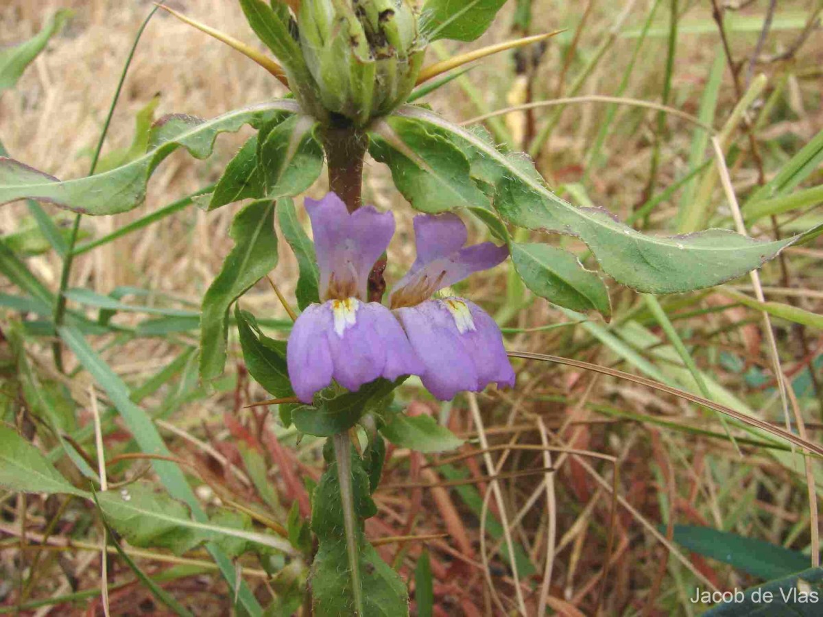 Hygrophila auriculata (Schumach.) Heine